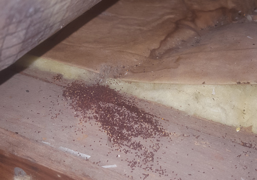 Termite damage