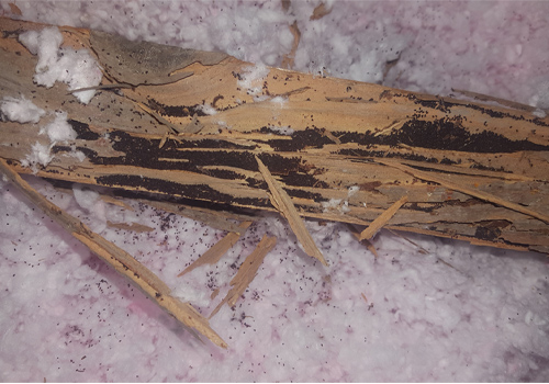 Termite damage